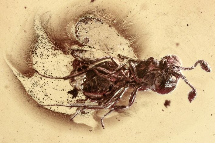 Detailed Fossil Parasitoid Wasp (Scelionidae) in Baltic Amber #328132